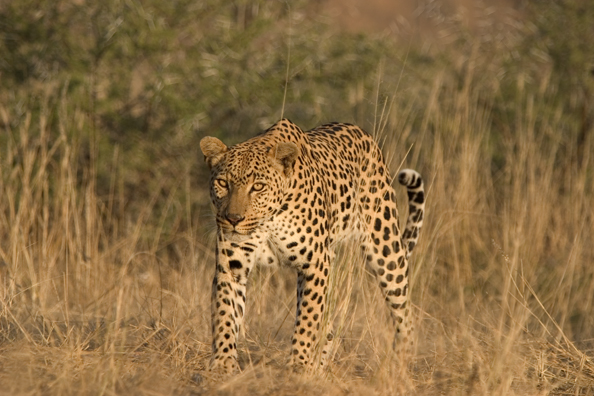 Leopard in habitat. Africa