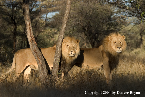 Male African lions in habitat. Africa