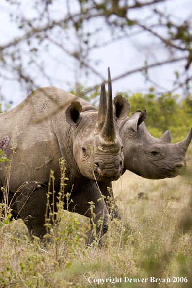 Black rhino in Africa.