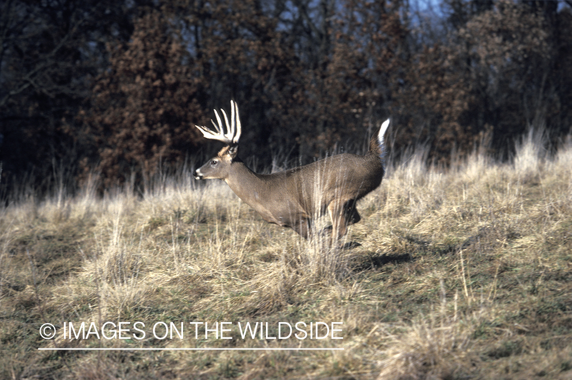 Whitetail deer running.