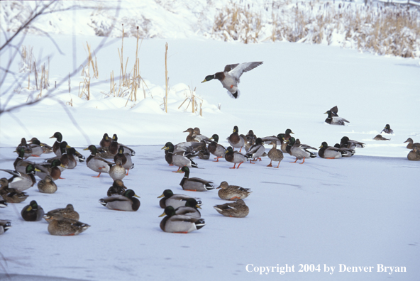 Flock of Mallards on ice