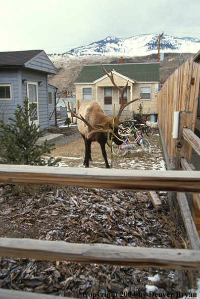 Bull elk rubbing in back yard.