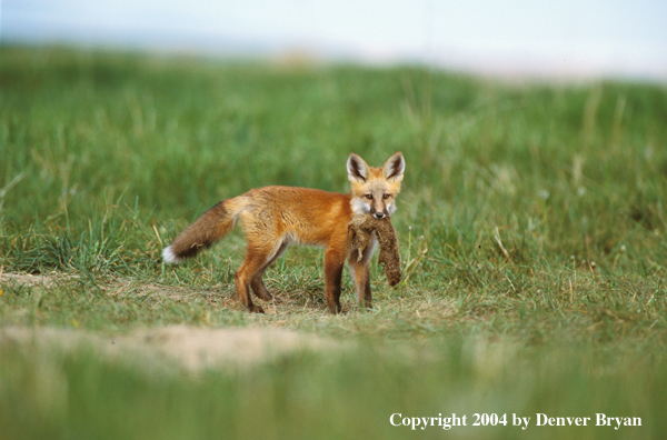 Red fox with kill