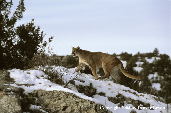 Mountain lion in habitat