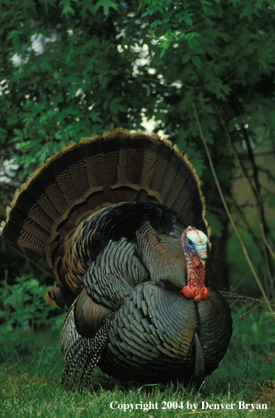 Eastern turkey strutting.