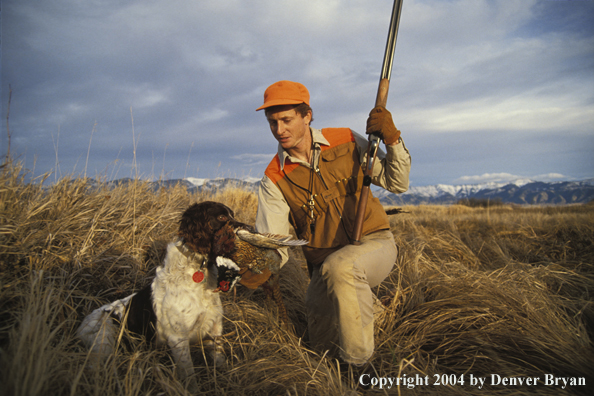 Upland bird hunter taking pheasant from English Springer Spaniel.