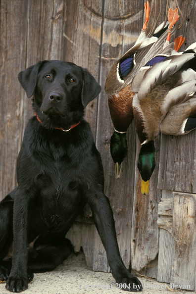 Black Labrador Retriever with mallards