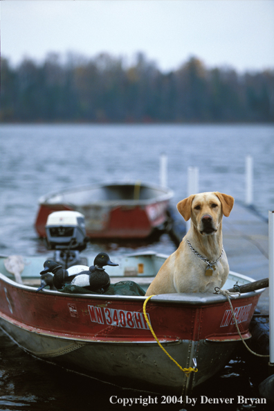 Yellow Labrador Retriever in boat ready to go