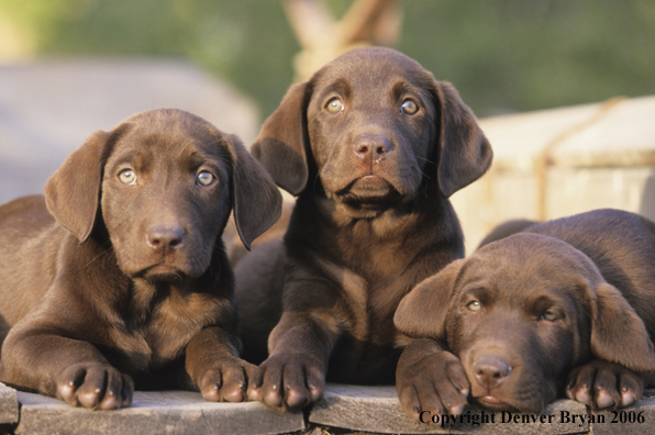 Chocolate labrador puppies lounging.