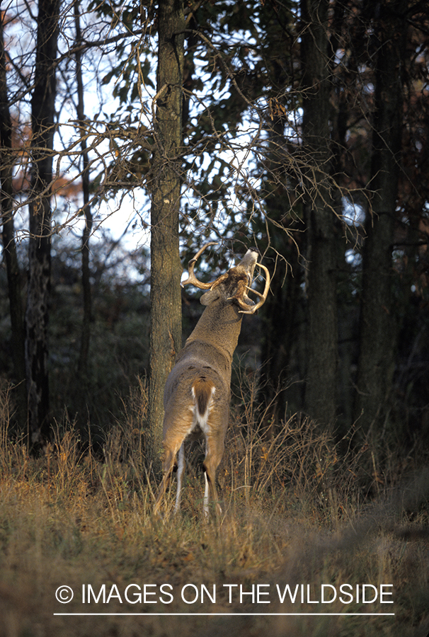 Whitetail deer scent marking.