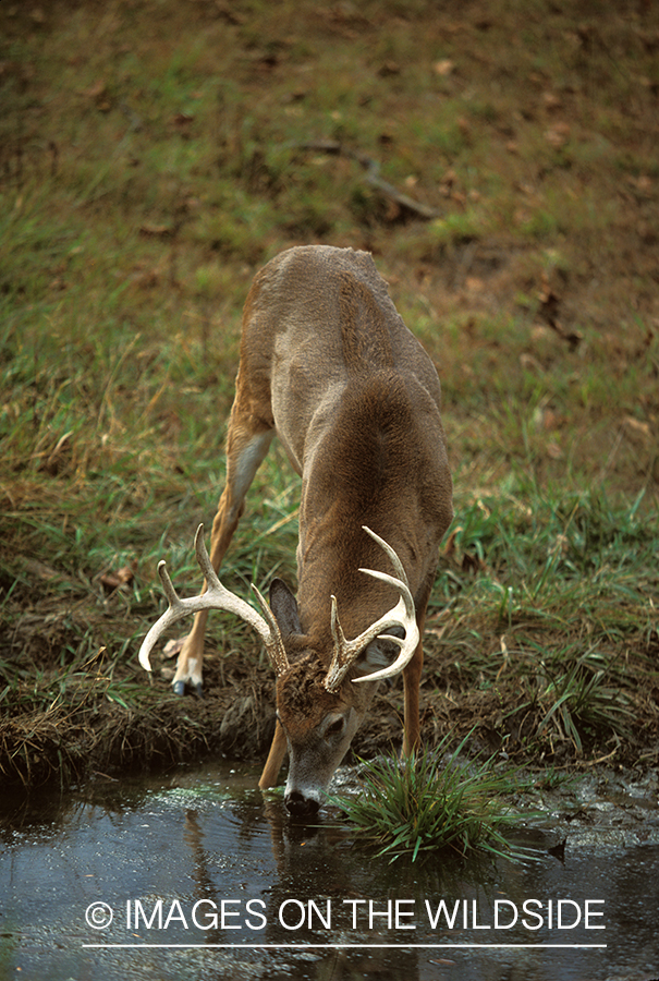 Whitetailed deer drinking.