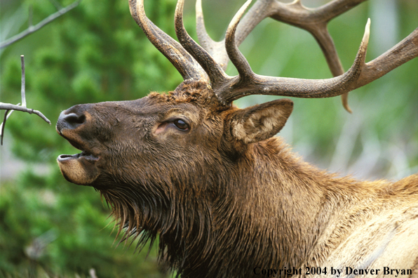 Bull elk bugling (close up).