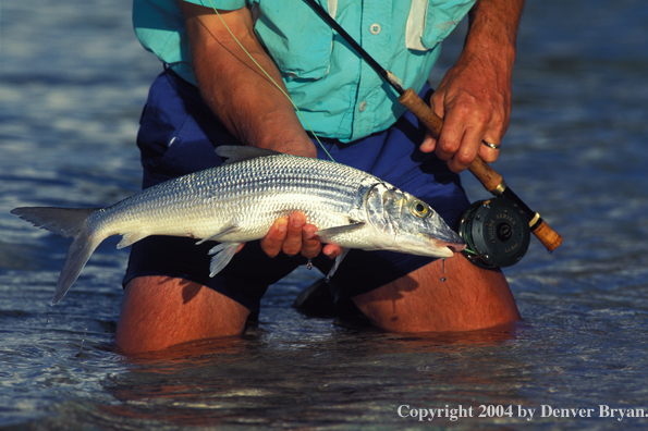 Bonefish.