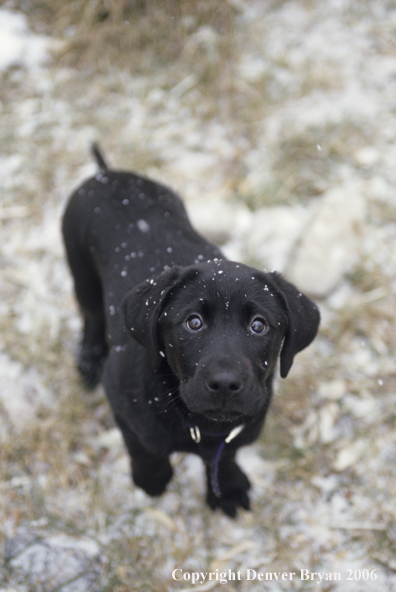 Black labrador retriever puppy playing in snow.