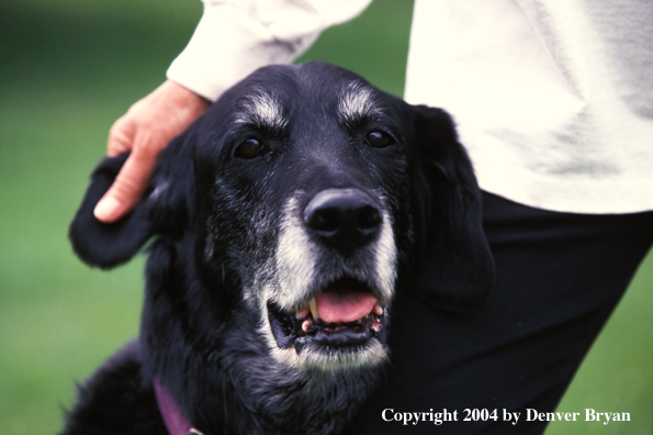 Older black Labrador Retriever getting scratched