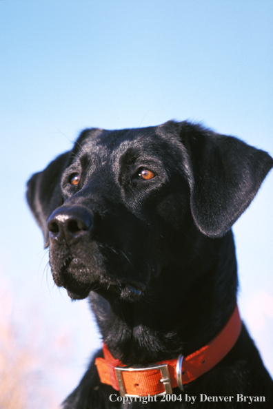 Black Labrador Retriever 