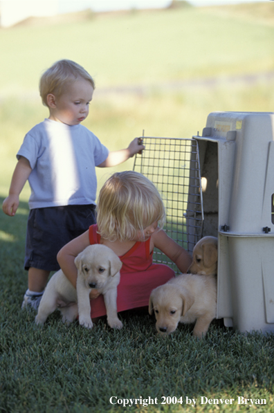 Children with yellow Labrador Retriever puppies