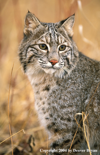 Bobcat in habitat.