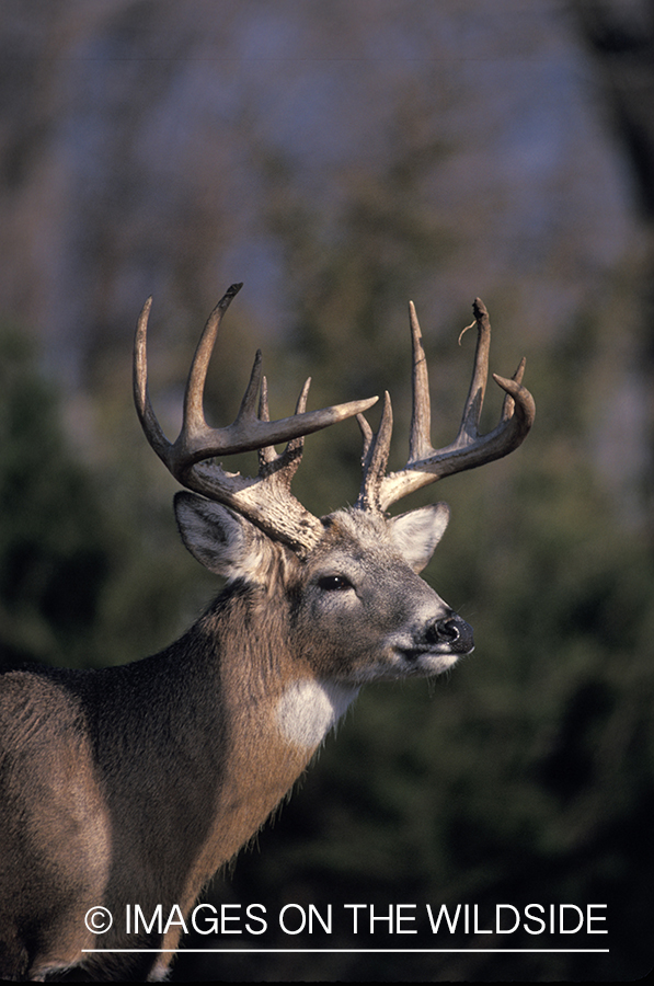 Whitetail deer in habitat.