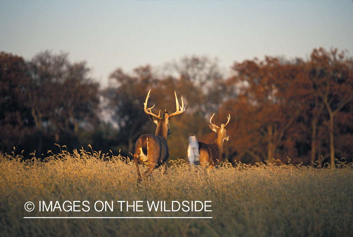 Whitetailed bucks running.