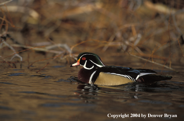 Wood Duck on water