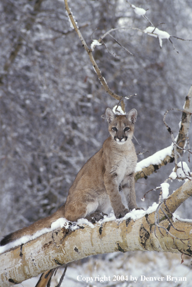 Mountain lion cub in habitat