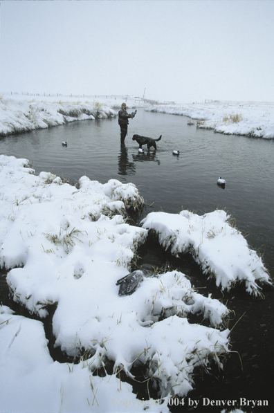 Waterfowl hunter setting decoys with black Lab. 