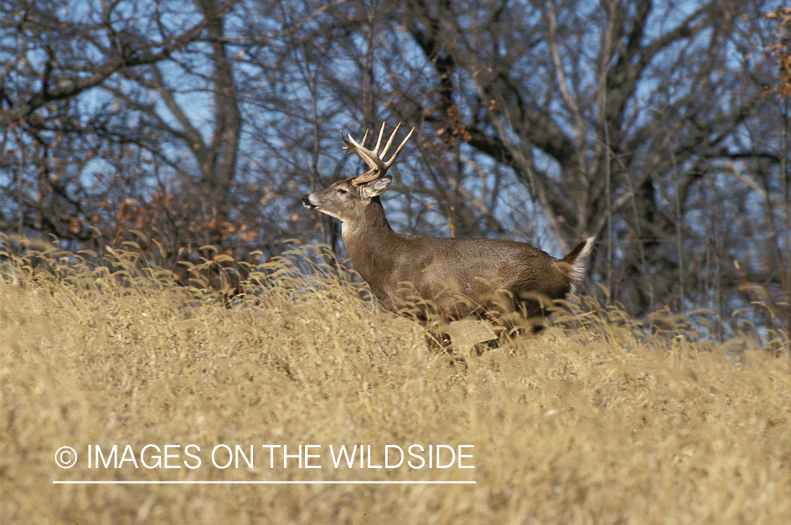 Whitetailed deer running