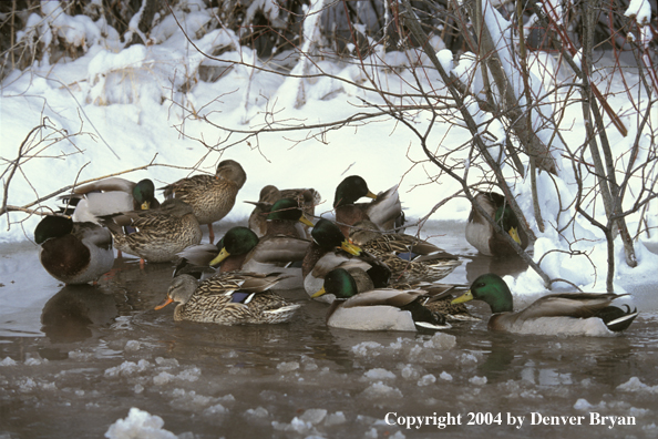 Flock of Mallards on winter water