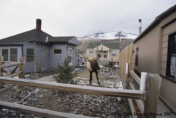 Elk in backyard of house scraping on tree