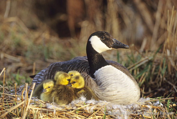 Canada goose on nest with newly hatched goslings.