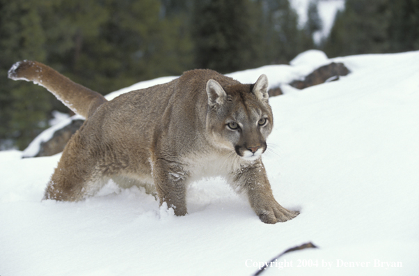 Mountain lion in habitat