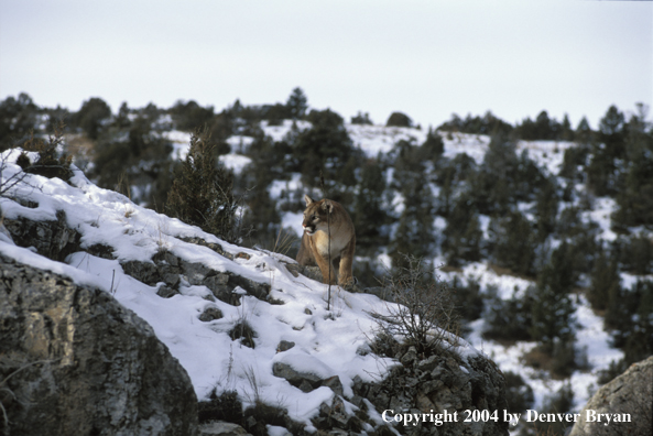 Mountain lion in habitat