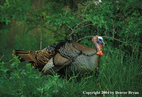 Eastern turkey in habitat.