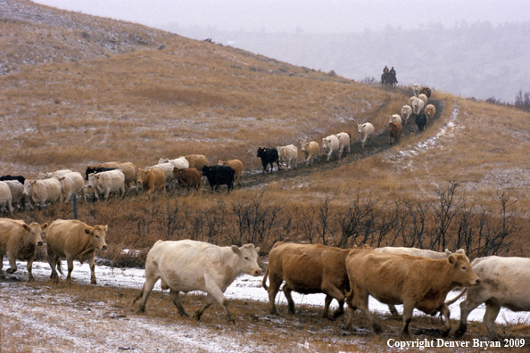 Cowboys driving cattle in snow