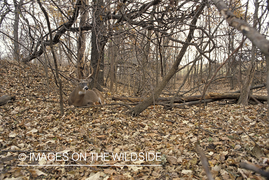 Whitetail deer bedded down.