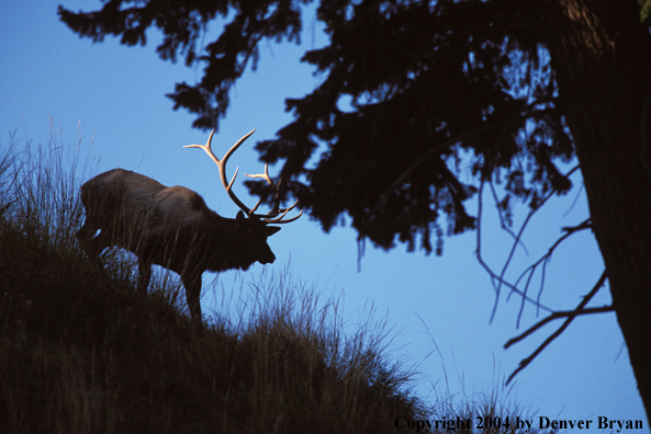 Bull elk in habitat.