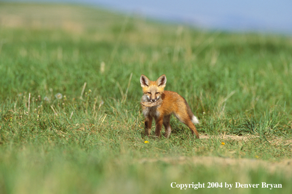 Red fox with part of kill.