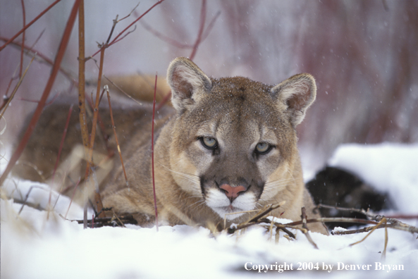 Mountain lion in habitat