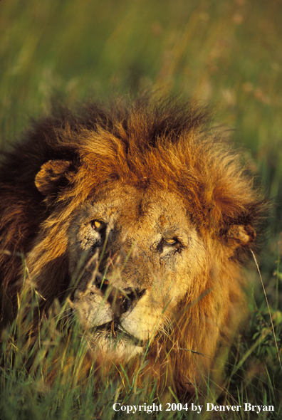 Male African lion in habitat.  Africa