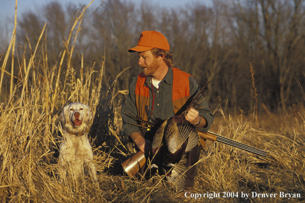 Upland bird hunter with English Setter and downed pheasants.