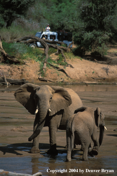 African elephant and baby (tour group in background).