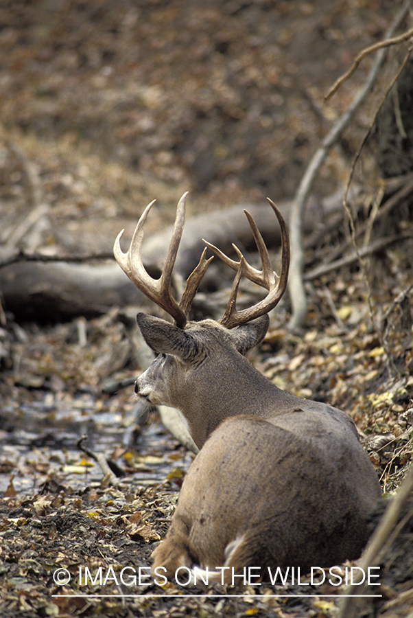 Whitetail deer bedded down.