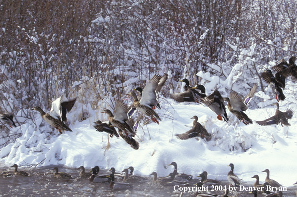 Flock of Mallards in flight/on water