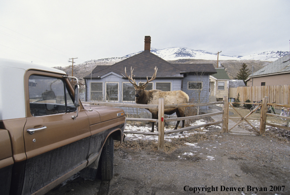 Elk in backyard of house