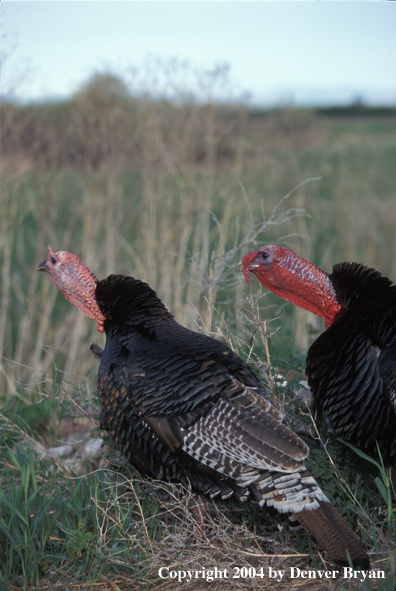 Merriam turkeys.