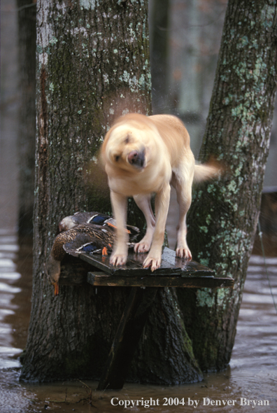 Yellow Labrador Retriever shaking off on stand