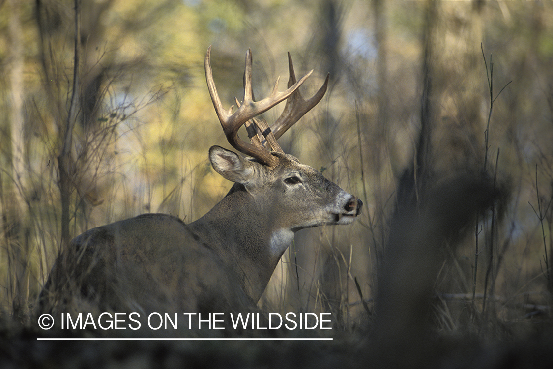 Whitetail deer bedded down.