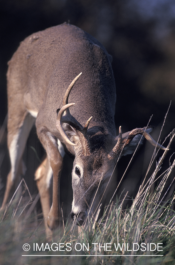 Whitetail deer at scrape.