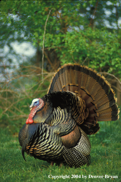 Eastern turkey strutting.